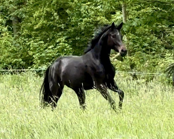 dressage horse Dantess (Hanoverian, 2021, from Dante Weltino Old)