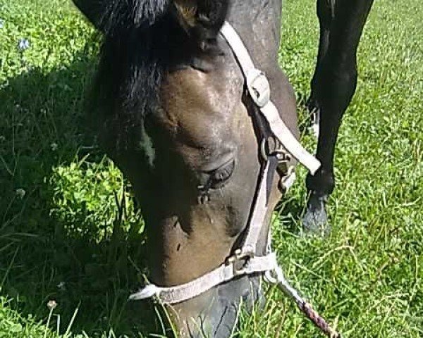 horse Roozenhoeven's Hugo 2 (New Forest Pony, 1997, from Wicked Courtjester)