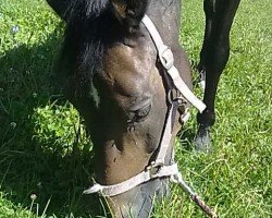 horse Roozenhoeven's Hugo 2 (New Forest Pony, 1997, from Wicked Courtjester)