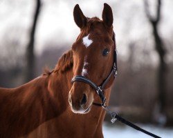 dressage horse DaVinci (Hanoverian, 2012, from Dauphin)