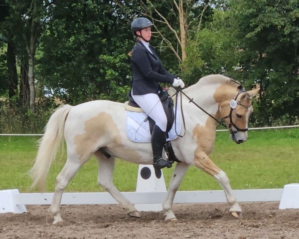 dressage horse Baileys on Ice 8 (Pony without race description, 2017)