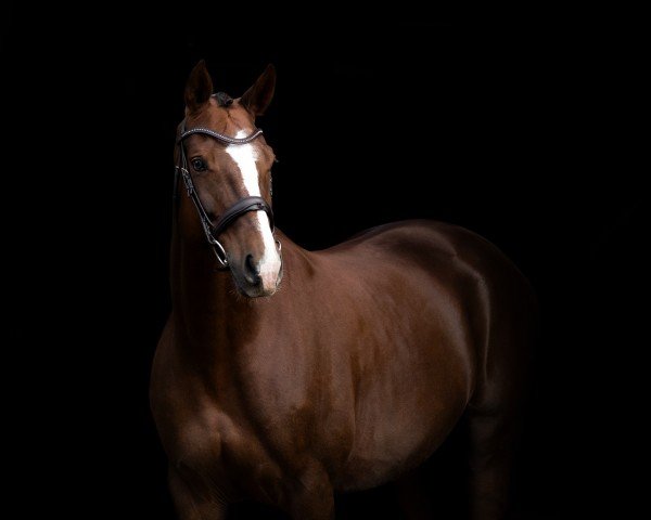 broodmare Ass Toria (Oldenburg, 2011, from Sorento OLD)