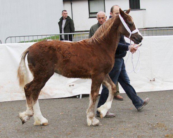 horse Glyncoch Boneddiges (Welsh-Cob (Sek. D), 2017, from Pennal Carwyn)