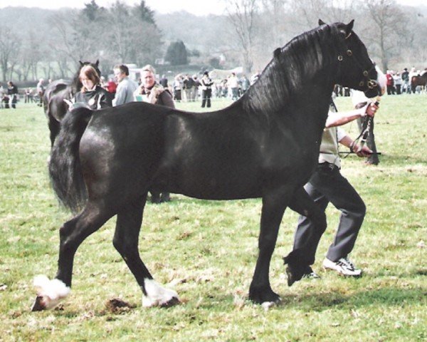 stallion Glantraeth Galileo (Welsh-Cob (Sek. D), 2004, from Cathedine Flying Express)