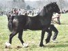 Deckhengst Glantraeth Galileo (Welsh-Cob (Sek. D), 2004, von Cathedine Flying Express)