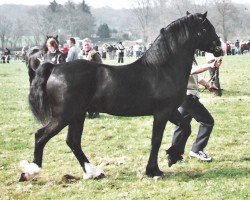 Deckhengst Glantraeth Galileo (Welsh-Cob (Sek. D), 2004, von Cathedine Flying Express)