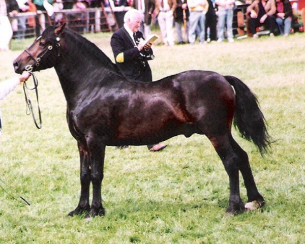 stallion Cathedine Flying Express (Welsh-Cob (Sek. D), 1986, from Parc Welsh Flyer)