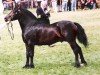 Deckhengst Cathedine Flying Express (Welsh-Cob (Sek. D), 1986, von Parc Welsh Flyer)