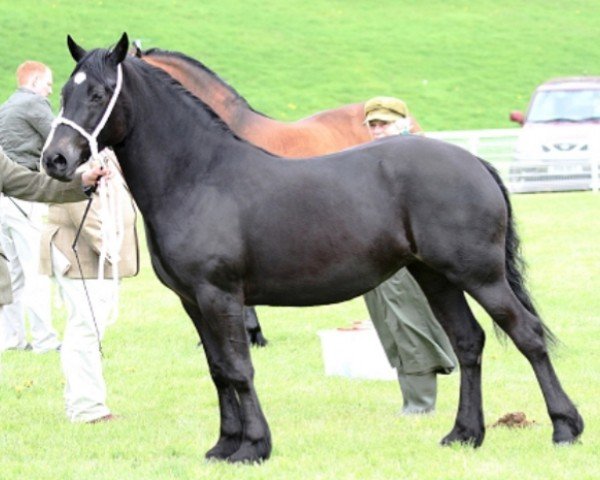 Pferd Brunnera Moonlight (Welsh-Cob (Sek. D), 2010, von Cathedine Flying Express)