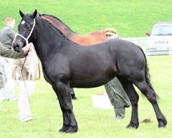 horse Brunnera Moonlight (Welsh-Cob (Sek. D), 2010, from Cathedine Flying Express)