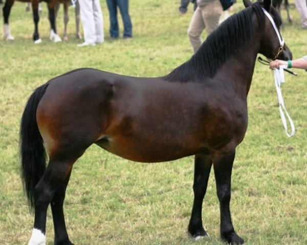 broodmare Aberystwyth Margaret (Welsh-Cob (Sek. D), 2001, from Parc Reveller)