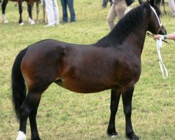 Zuchtstute Aberystwyth Margaret (Welsh-Cob (Sek. D), 2001, von Parc Reveller)