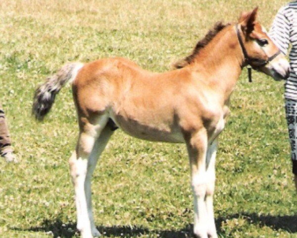 horse Rainhill Jupiter (Welsh-Cob (Sek. D), 1987, from Geraint Brynawelon)