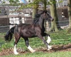 Pferd Rainhill Megan (Welsh-Cob (Sek. D), 2015, von Gwynfaes Culhwch)