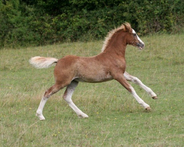 horse Rainhill Morgan le Fay (Welsh-Cob (Sek. D), 2010, from Gwynfaes Culhwch)