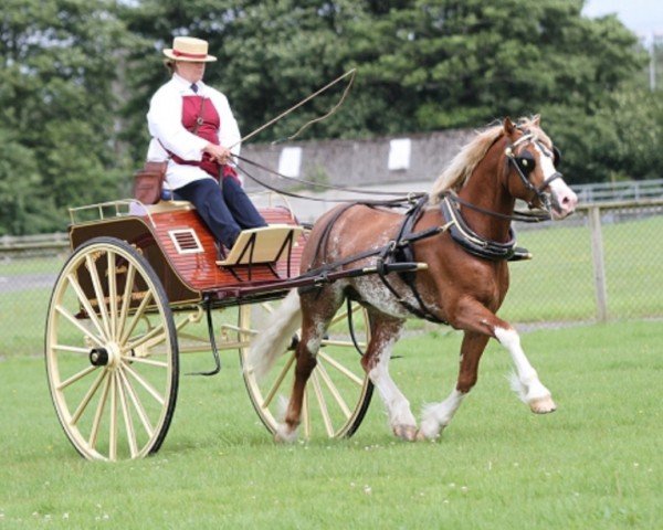 horse Rainhill Sir Percival (Welsh-Cob (Sek. D), 2012, from Gwynfaes Culhwch)