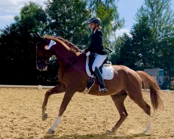 dressage horse Sezuan's Saigon (Hanoverian, 2018, from Sezuan)