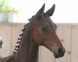 broodmare Fleur (Trakehner, 2015, from Summertime)