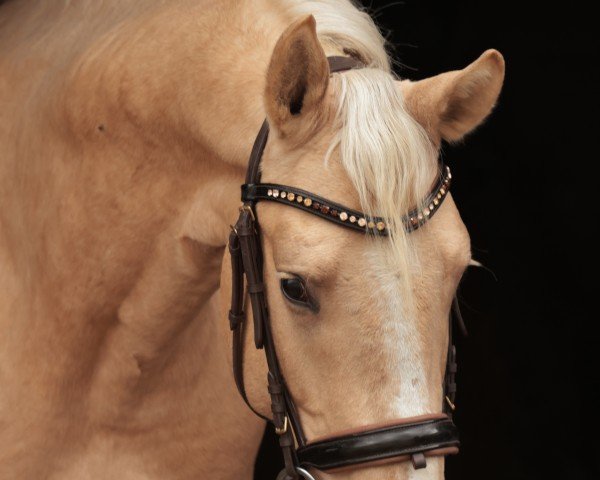 horse Stadtrebell Begarde de Cologne (German Sport Horse, 2020, from Saladin)