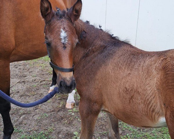 foal by Stute von Heidehof's Mexico (Little German Riding Horse, 2024, from Heidehof's Mexiko)