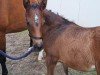 foal by Stute von Heidehof's Mexico (Little German Riding Horse, 2024, from Heidehof's Mexiko)