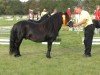 stallion Wesper van de Biezenakker (Shetland Pony, 2005, from Newton van Dorpzicht)