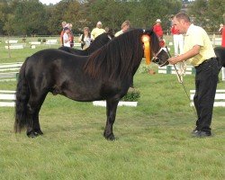 stallion Wesper van de Biezenakker (Shetland Pony, 2005, from Newton van Dorpzicht)