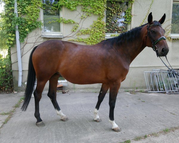 broodmare Candy Girl (German Sport Horse, 2015, from Convoi)