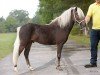 stallion Kasper von der Bollheide (German Classic Pony, 2011, from KC Coyne Connection)