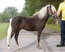 stallion Kasper von der Bollheide (German Classic Pony, 2011, from KC Coyne Connection)