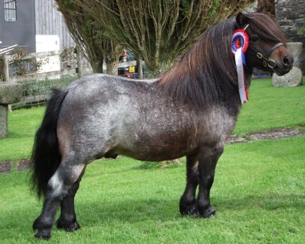 Deckhengst Halstock Silver Birch (Shetland Pony (unter 87 cm), 2007, von Kerswell Crusader)