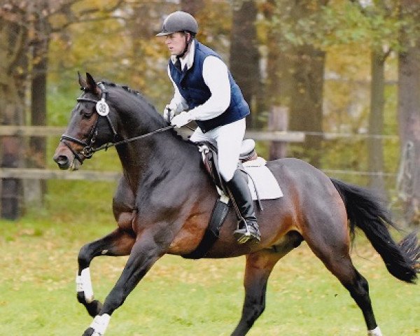stallion Mescalero (Trakehner, 2008, from Impetus)