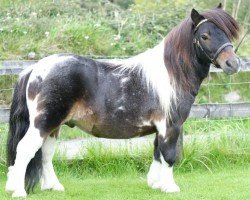 stallion Halstock Grand Design (Shetland pony (under 87 cm), 2013, from Halstock X-Factor)