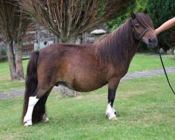 broodmare Fairy Galatea (Shetland pony (under 87 cm), 1995, from Fairy Redstart)