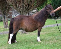 Zuchtstute Fairy Galatea (Shetland Pony (unter 87 cm), 1995, von Fairy Redstart)