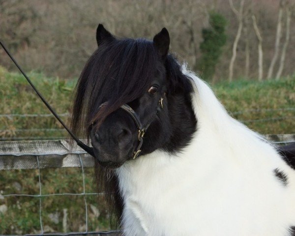 horse Butterstor Joey (Shetland pony (under 87 cm), 2006, from Butterstor Elliott)