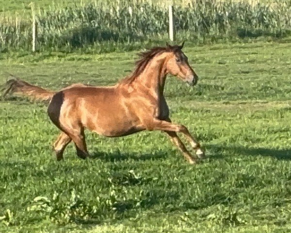 broodmare Furania (KWPN (Royal Dutch Sporthorse), 2010, from Albaran xx)