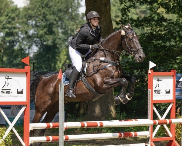 horse Enrieko-Karla (KWPN (Royal Dutch Sporthorse), 2009, from Kreator xx)