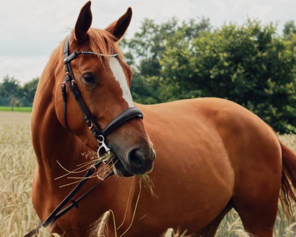 jumper Gasparo 36 (Hanoverian, 2016, from Galant de Semilly 2)