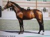 stallion Saami xx (Thoroughbred, 1994, from Tirol xx)