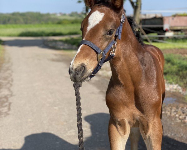 jumper Taloubet's take one me (German Sport Horse, 2023, from Taloubet Z)