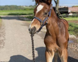 jumper Taloubet's take one me (German Sport Horse, 2023, from Taloubet Z)