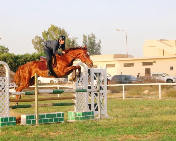 broodmare Ratinka V (KWPN (Royal Dutch Sporthorse), 1998, from Burggraaf)