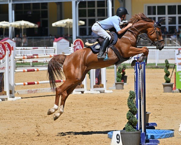 broodmare Camera (Westphalian, 2016, from Comme il Faut)