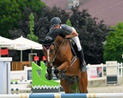 jumper Captain Canada (Zangersheide riding horse, 2019, from Cornet's Fire Z)