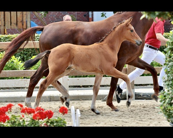 foal by Stute von Baccardi's Best / Farrell (Westphalian, 2024, from Baccardi’s Best)