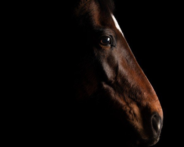 dressage horse Belcanto P 2 (Hanoverian, 2013, from Beltano)