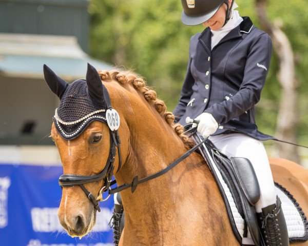 Dressurpferd Donatello Gold V (Deutsches Reitpony, 2016, von Dreidimensional AT NRW)