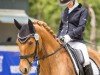 dressage horse Donatello Gold V (German Riding Pony, 2016, from Dreidimensional AT NRW)