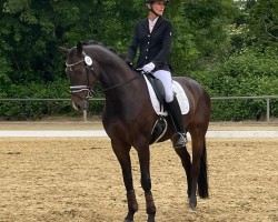 dressage horse Choc' on fire (Holsteiner, 2019, from Contenaro)